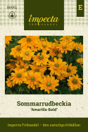 Sommarrudbeckia 'Amarillo Gold' duże żółte kwiaty z zielonym środkiem