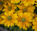 Sommarrudbeckia 'Amarillo Gold' duże żółte kwiaty z zielonym środkiem