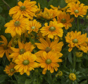 Sommarrudbeckia 'Amarillo Gold' duże żółte kwiaty z zielonym środkiem