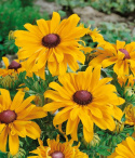 Słonecznik letni 'Goldilocks', wielokrotne kwitnienie, jasnożółte kwiaty z ciemnym środkiem.