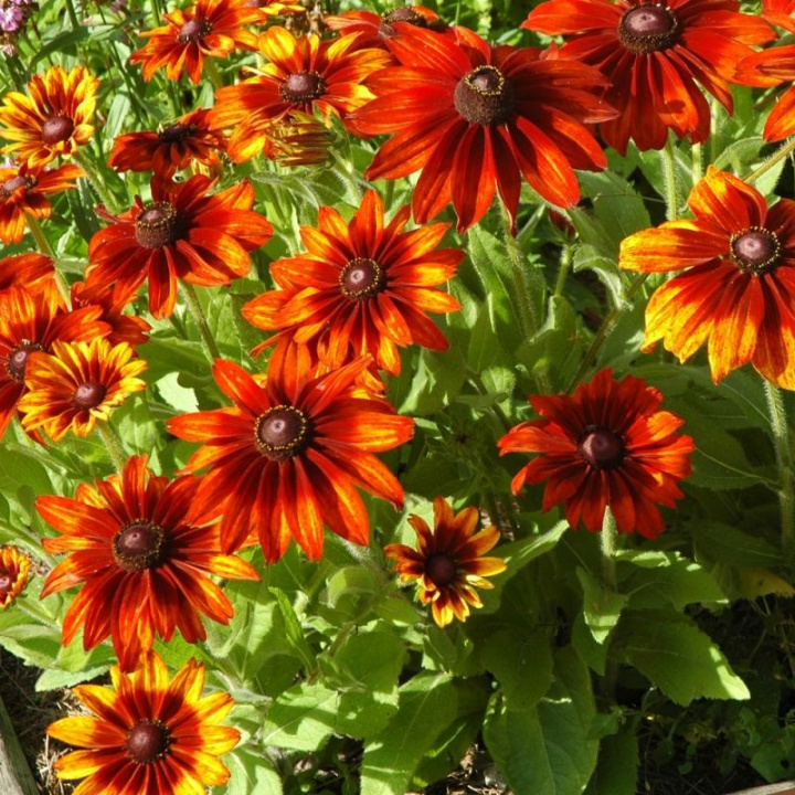 Słonecznik letni 'Cappuccino', Duże kwiaty w odcieniach brązu, ognistej czerwieni, kakao.