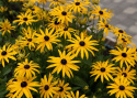 Strålrudbeckia ''Goldblitz''