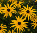 Strålrudbeckia ''Goldblitz''