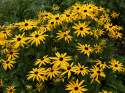 Strålrudbeckia ''Goldblitz''