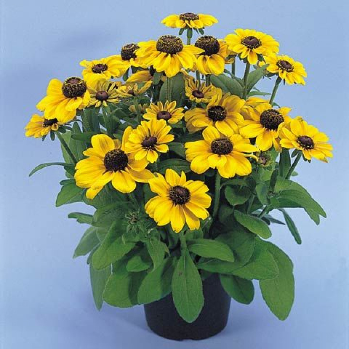 Sommarrudbeckia 'Toto', półpełne, złocistożółte kwiaty z czekoladowo-brązowym środkiem.