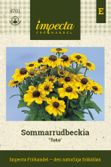 Sommarrudbeckia 'Toto', półpełne, złocistożółte kwiaty z czekoladowo-brązowym środkiem.