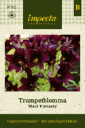 Trumpetblomma ''''Czarne Trąbki''''