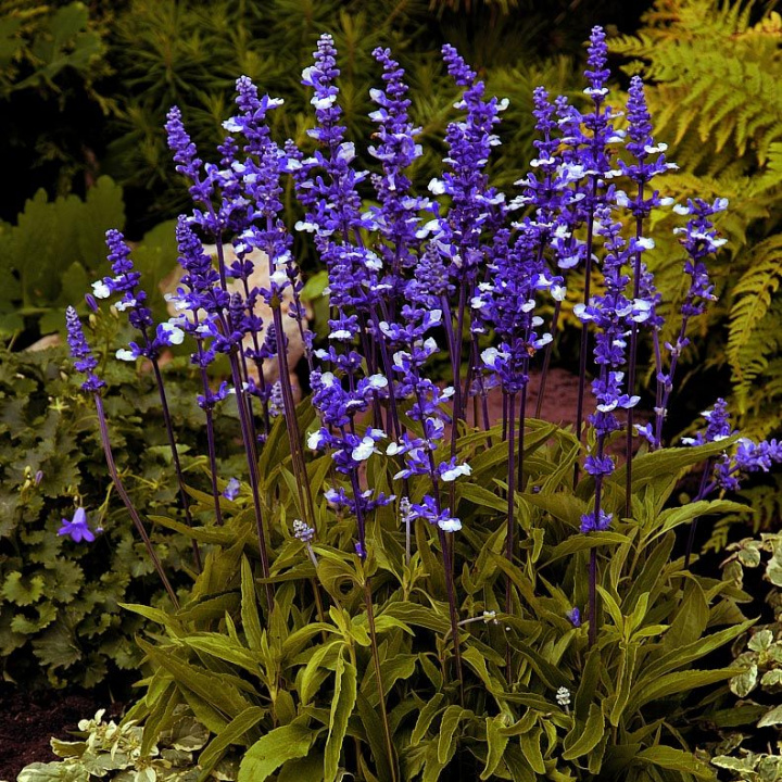 Szałwia bławatkowa 'Fairy Queen', szafirowoniebieskie kwiatostany z białymi drobnymi kwiatami, srebrnoszare liście