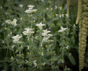 Szałwia omszona 'White Swan', biała, pięknie unerwione górne liście podporowe.