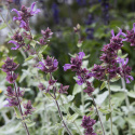 Szałwia kanaryjska 'Lancelot' fioletowe kwiaty przypominające lawendę