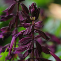 Szałwia ozdobna 'Lighthouse Purple', wysoka z dramatycznie purpurowymi kwiatostanami.