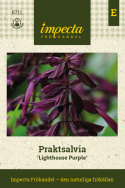 Szałwia ozdobna 'Lighthouse Purple', wysoka z dramatycznie purpurowymi kwiatostanami.