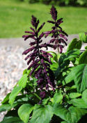 Szałwia ozdobna 'Lighthouse Purple', wysoka z dramatycznie purpurowymi kwiatostanami.