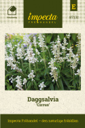 Szałwia rosiczna 'Cirrus', Pionowe kolumny srebrno-białych drobnych kwiatów nad liśćmi.