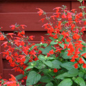 Szałwia szkarłatna 'Summer Jewel Red', jaskrawo czerwone kwiaty.