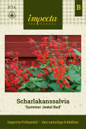 Szałwia szkarłatna 'Summer Jewel Red', jaskrawo czerwone kwiaty.
