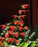 Szałwia szkarłatna 'Summer Jewel Red', jaskrawo czerwone kwiaty.