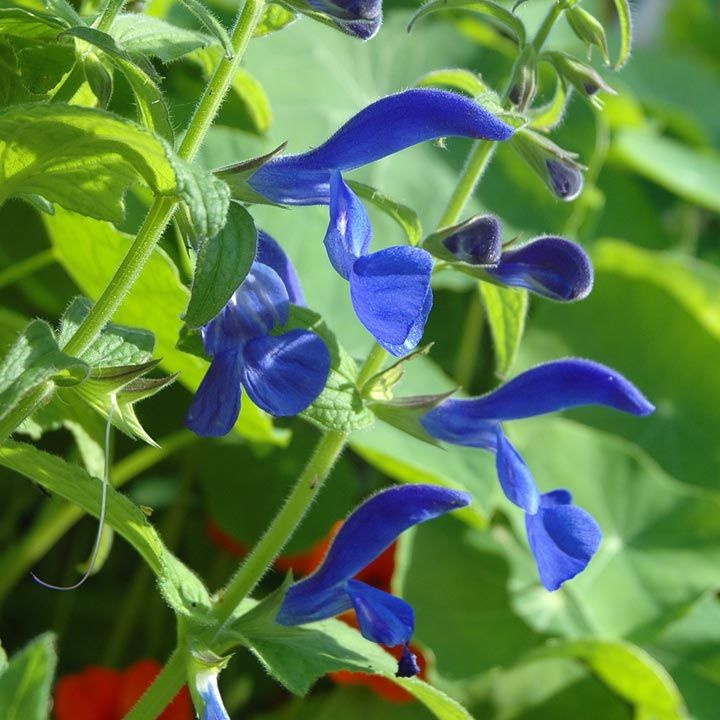 Szałwia błękitna, intensywny goryczkowy niebieski, kwiaty wargowe o średnicy 5 cm w delikatnych gronach.