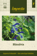 Szałwia błękitna, intensywny goryczkowy niebieski, kwiaty wargowe o średnicy 5 cm w delikatnych gronach.