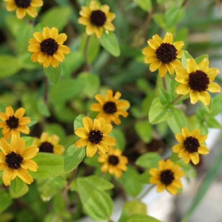 Husarknappar, żółte kwiaty przypominające miniaturowe słoneczniki z dużym, czerwono-brązowym środkiem.