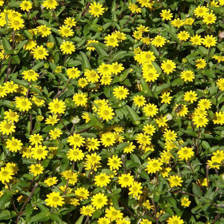 Husarknappar Million Suns, jasnożółte kwiaty nad liśćmi. Zwarty pokrój rośliny.