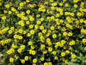 Husarknappar Million Suns, jasnożółte kwiaty nad liśćmi. Zwarty pokrój rośliny.