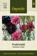 Pratolina 'Summer Fruits', kwiaty w malinowym różu, wiśniowej czerwieni i ciemnym purpurze na wysokich łodygach.