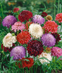 Praktyczna werbena, gęste, podwójne kwiaty na wysokich łodygach. Pachnąca mieszanka kolorów.