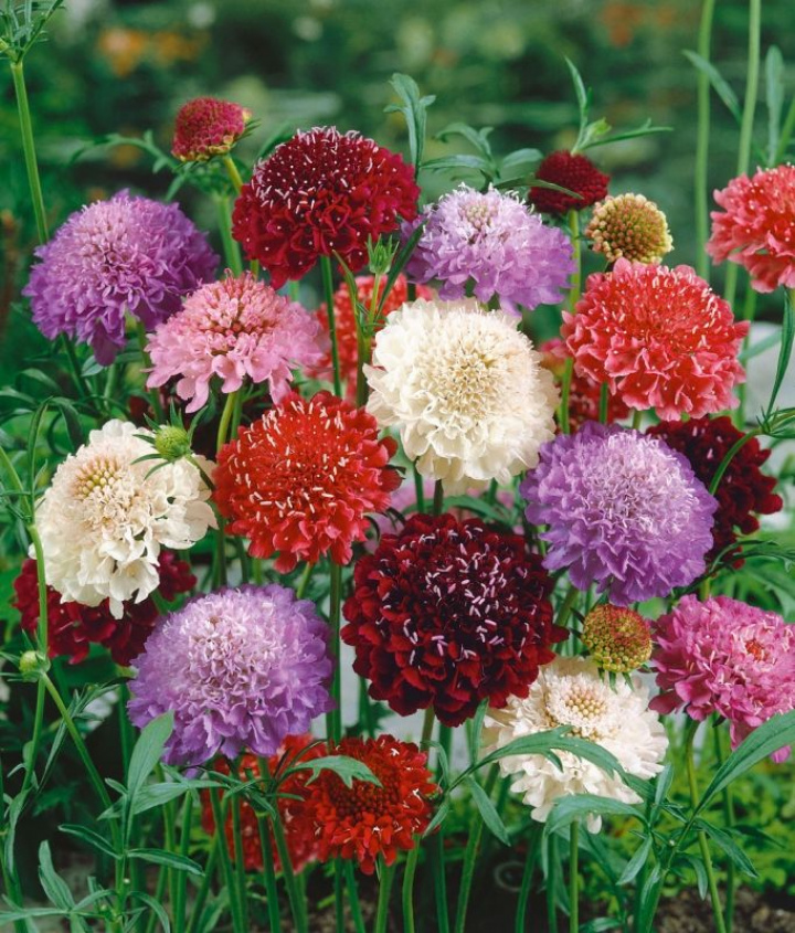 Praktyczna werbena, gęste, podwójne kwiaty na wysokich łodygach. Pachnąca mieszanka kolorów.