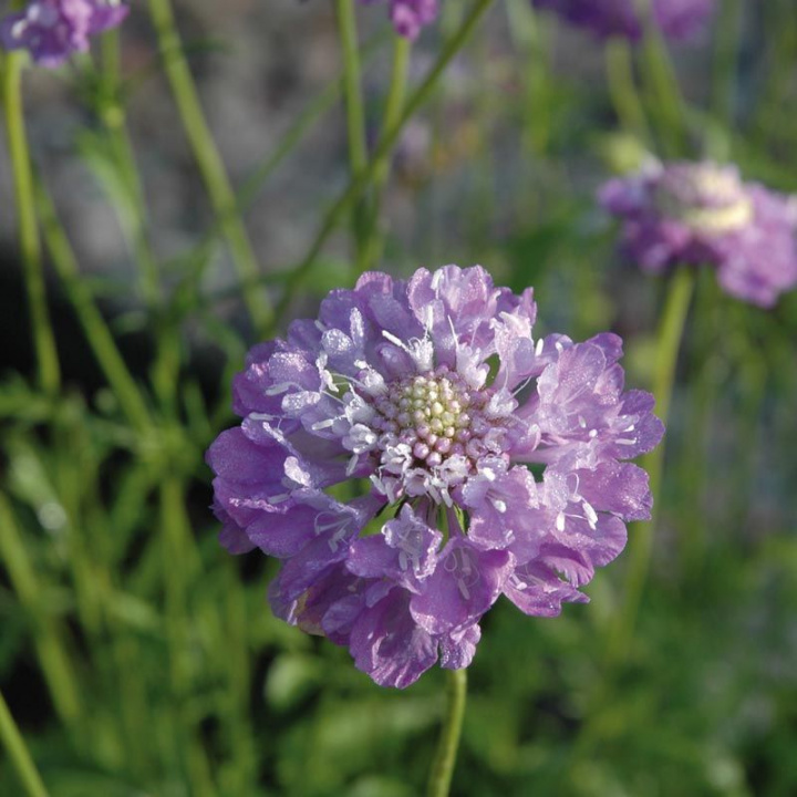 Praktvädd 'Oxford Blue', duże, pełne, pachnące koszyczki kwiatowe w odcieniu indygo.