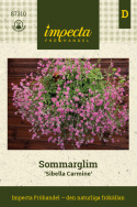 Sommarglim ''Sibella Carmine'' Długie pędy pokryte małymi kwiatami w ciemnoróżowym kolorze