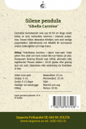 Sommarglim ''Sibella Carmine'' Długie pędy pokryte małymi kwiatami w ciemnoróżowym kolorze