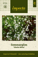 Sommarglim 'Sibella White' krzew okrywowy z małymi białymi kwiatami