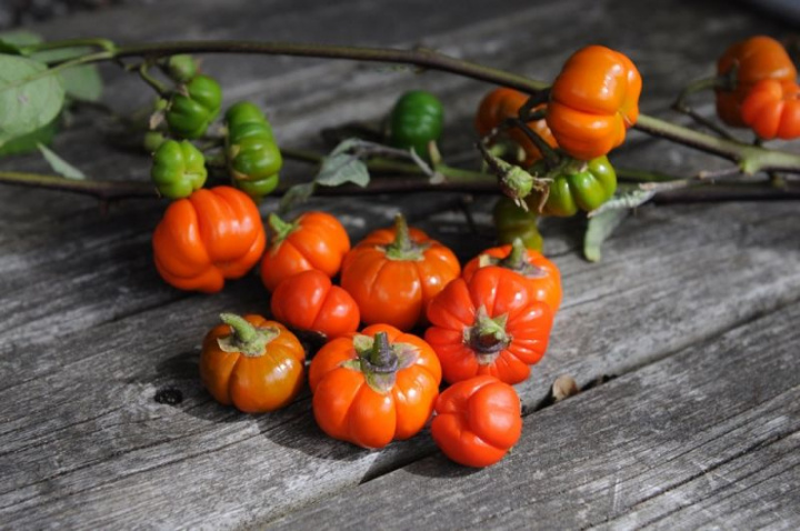 Czerwona bakłażan ''Pumpkin On-A-Stick'' pomarańczowe miniaturowe dynie na łodygach