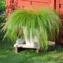 Svansfjädergräs Pony Tails, trawa ozdobna o wąskich, zielonych liściach i wiechach