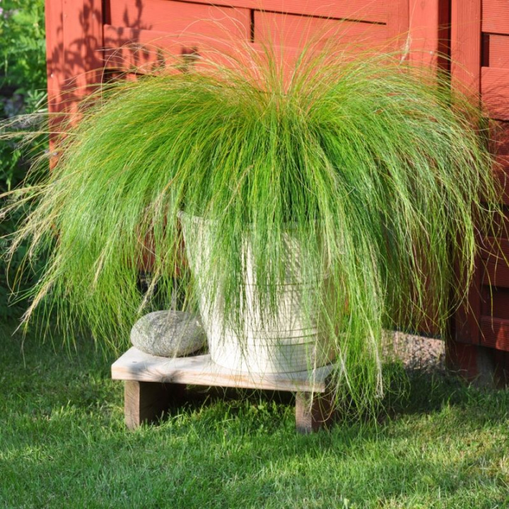 Svansfjädergräs Pony Tails, trawa ozdobna o wąskich, zielonych liściach i wiechach