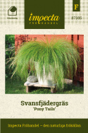 Svansfjädergräs Pony Tails, trawa ozdobna o wąskich, zielonych liściach i wiechach
