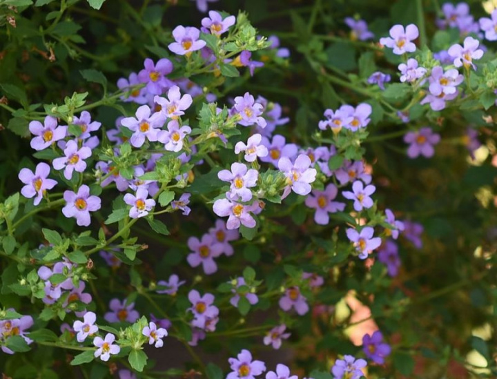 Płatek śniegu Blutopia Liczne jasnoniebieskie, lawendowe drobne kwiatki wzdłuż łodyg