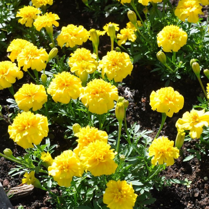 Sametowiec Primo Yellow podwójnie kwitnący. Cytrynowo-żółte kwiaty jak małe róże