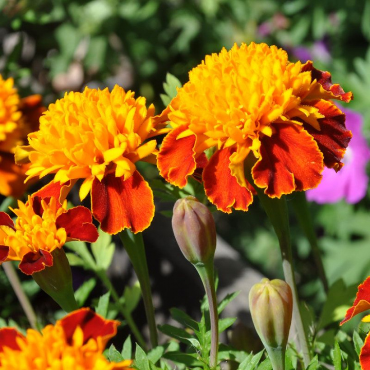 Sametowe aksamitki Tiger Eyes Kwiaty z złocistożółtym, pełnym środkiem i czerwonymi płatkami