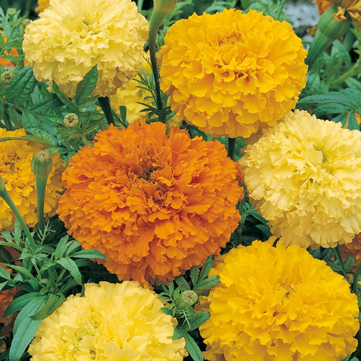 Duży aksamitka 'Crackerjack' Duże, podwójne, okrągłe kwiaty w cytrynowo-żółtym i pomarańczowym kolorze