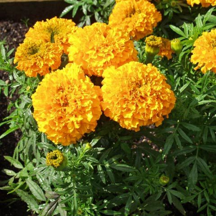 Duża aksamitka ''Bezwonna Złota Bogini'' Duże, gęsto podwójne, złoto-pomarańczowe kwiaty.