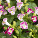 Torenia F1 ''''Little Kiss Rose Picotee''''