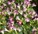 Torenia F1 ''''Little Kiss Rose Picotee''''