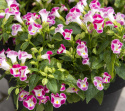 Torenia F1 ''''Little Kiss Rose Picotee''''