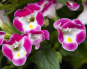 Torenia F1 ''''Little Kiss Rose Picotee''''
