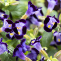 Torenia F1 ''''Mały Pocałunek Niebieski''''
