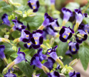 Torenia F1 ''''Mały Pocałunek Niebieski''''