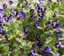 Torenia F1 ''''Mały Pocałunek Niebieski''''