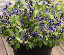 Torenia F1 ''''Mały Pocałunek Niebieski''''